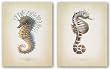 Seahorse Set by Richard van Genderen 14"x11" Art Print Poster