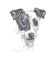 Original Jack Russel Terrier hand drawing