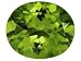 Jewelry : MIN 4.75CT 12X10MM OVAL CHINESE PERIDOT