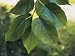 Close-Up of Leaves of an Osage Orange Tree (Maclura Pomifera) Photographic Poster Print by C. Sappa, 18x24