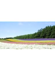 Toy: LP-3459 Lavender Farm iSBTLk Vanity Metal Novelty License NGXXsBKjza Plate Tag Sign sign metal plate licence ytr456 783ghty 6" x 12" standard automotive aluminum metal novelty license plate with 4 holes for easy mounting. Use this novelty license zcPqmSXF plate to personalize the Bm3kRKBI front of your vehicle or embellish with ribbon or string and instantly turn it into a sign. - Goiswachetz