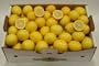 Sweet Meyer Lemon Family Pack