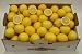 Sweet Meyer Lemon Family Pack