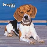 Beagles 2008 Wall Calendar