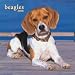   - Beagles 2008 Wall Calendar