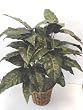 3' DOUBLE Rubber Plant silk plant