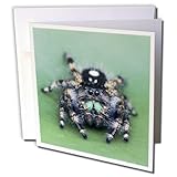 Danita Delimont - Texas - Daring Jumping Spider, Prickly Pear Cactus, Texas - US44 RNU0162 - Rolf Nussbaumer - 6 Greeting Cards with envelopes (gc_94559_1)