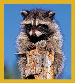 Raccoon Bookmark
