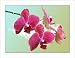 Orchid Art Prints Pink Orchids Wall Art Photography Flower Artwork