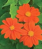 Tithonia, Sundance 1 Pkt. (50 seeds)