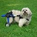 Walkin Wheels Dog Cart - Height 6 to 11 inches