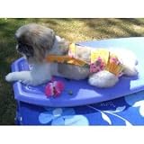 Joybies Sunshine Yellow Aloha Piddle Pants(tm) for XXX Small Male Dog (Measuring 7-9 From Collar to Base of Tail)