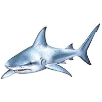 Walls of the Wild Shark