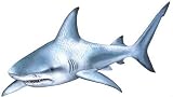 Walls of the Wild Shark