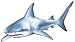 Walls of the Wild Shark