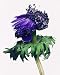 Purple Anemone Flower - 18