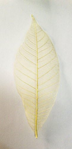 Rubber Tree Skeleton Leaves Appx 4 Inches Long Pack of 100 Pcs. Product of Thailand