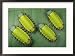 A group of blue-nose caterpillars Animals Framed Art Poster Print by Darlyne A. Murawski, 29x21