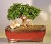 Bonsai Boy's Starter Kit - Japanese Kingsville Boxwood Make Your Own Bonsai Tree
