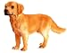 golden retriever - Schleich Golden Retriever