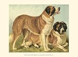 St Bernard by Vero Shaw. PLAQUE MOUNTED. 9.98 inches width by 8.00 inches height. Highest Quality Art Poster Print