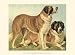 St Bernard - Vero Shaw Art Print Poster 13 x 9.