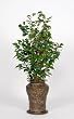 House of Silk Flowers Artificial Ficus Floor Plant 24"W x 52"H