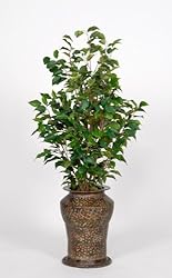 House of Silk Flowers Artificial Ficus Floor Plant