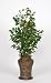 Artificial Green Ficus Floor Plant in Hammered Metal