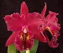Blc Chia Lin 'Shinsu #1' AM/AOS, AM/JOGA x Blc Goldenzelle 'Orange Pumpkin'
