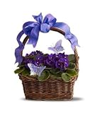 Violets and Butterflies