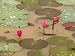 Lotus Flower, Ayuthaya, Thailand Photographic Poster Print by Gavriel Jecan, 24x18