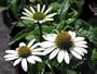 White Swan Coneflower Echinacea - 8 Perennial Plants