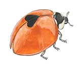 Nori the Asian Ladybug Wall Art