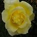 ROSE ESPECIALLY FOR YOU-Superb Birthday Gift/ Plan
