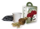 Amaryllis Gift