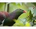Photographic Prints of New Zealand Pigeon - portrait of an adult one sitting in a tree about to feed from Ardea Wildlife Pets