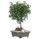 Live 8 Oriental Ficus Too Little Bonsai Tree