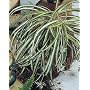Gr�nlilie gro� (f�llt selbst. in Form) von huebsch-deko.de