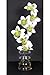 Orchid Floral Arrangement