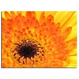 Yellow Gerber Box Canvas Print [24x16]