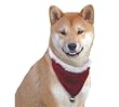 Holiday Dog Bandanna - Beautiful Dog Christmas Bandannas Keep Every Pet Festive During the Holidays - Small