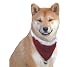 Holiday Dog Bandanna - Beautiful Dog Christmas Bandannas Keep Every Pet Festive During the Holidays - Medium