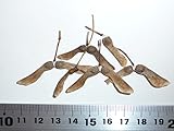 【モミジ・カエデの種】ワシノオ（鷲の尾） 種子10粒 Washi-no-o lace-leaf Japanese maple 10 seeds ～ 国内仕入れ品 ～
