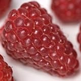 Faeries Finest Flavor Extract, Loganberry, 2 Ounce