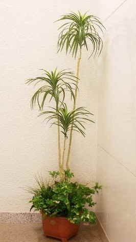 (CT触媒加工）の【ユッカツリー】　現代の進化したインテリアグリーン【佐川便】