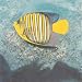 Tropical Fish Stamps, Maldives Islands, 4 Official Proof Edition Prints