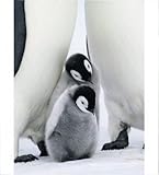 ペンギンびより (Sphere Books)-