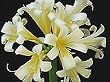 Light Yellow Clivia 5 Seeds - Rare - House Plant