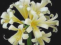 Light Yellow Clivia 5 Seeds